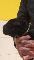 CHIOT noire cordon jaune