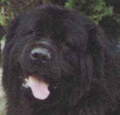 Schelton of byron bay