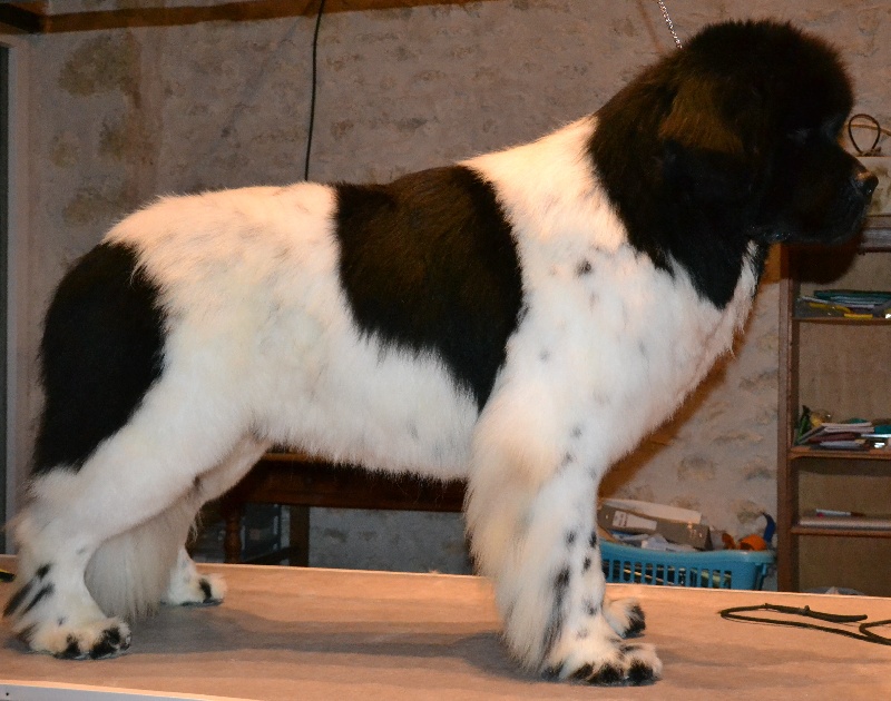 Fanthomas dit falcor Du domaine de l'ourson brun