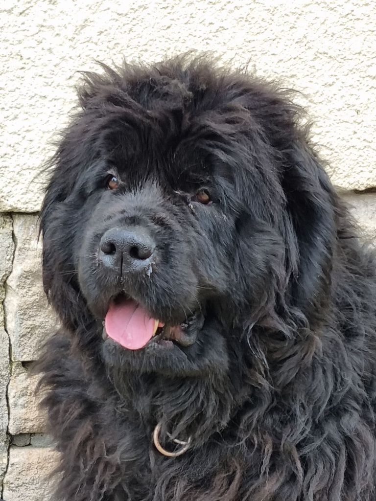 Peluche Du domaine de l'ourson brun