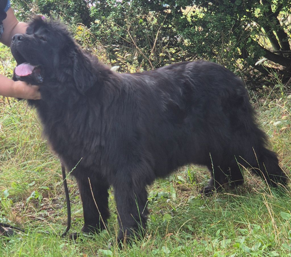 Titania Du domaine de l'ourson brun