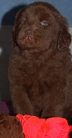 CHIOT marron marron