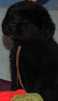 CHIOT noir cordon kaki