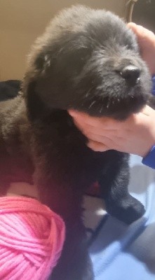 CHIOT cordon rose