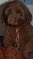 CHIOT 3cordons