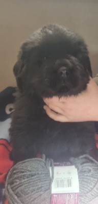 CHIOT cordon noir