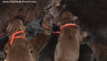 Chiot Terre-neuve Du domaine de l'ourson brun